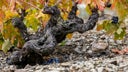 Grenache (Garnacha)