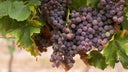Grenache Gris
