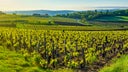 Grenache - Mourvedre - Syrah