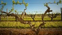 Grenache - Mourvedre