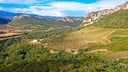 Grenache - Sangiovese