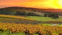 Grenache - Syrah