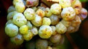 Gruner Veltliner