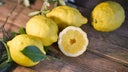 Limoncello