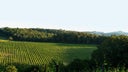 Malvasia - Trebbiano