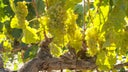Marsanne
