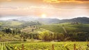 Merlot - Sangiovese