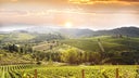 Merlot - Sangiovese