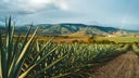 Mezcal