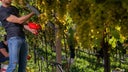 Moscato Giallo