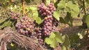 Moschofilero