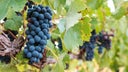 Monastrell