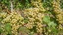 Muller-Thurgau
