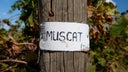 Muscat
