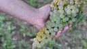 Muscat Blanc a Petits Grains