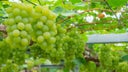 Muscat of Alexandria