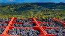 Nebbiolo
