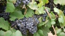 Negrette