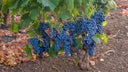 Nero d'Avola