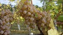 Petit Manseng