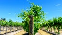 Petite Sirah (Durif)