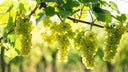 Pinot Blanc