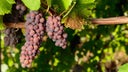 Pinot Grigio
