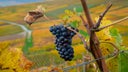 Pinot Meunier