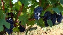 Pinot Noir
