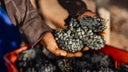 Pinotage