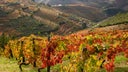 Portuguese Red Blend