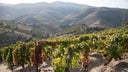 Portuguese White Blend