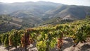Portuguese White Blend