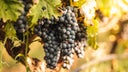 Primitivo