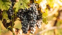 Primitivo