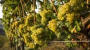 Riesling