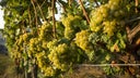 Riesling