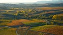 Rioja White Blend