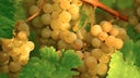Roussanne