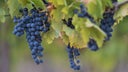 Sagrantino