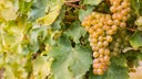 Sauvignon Blanc