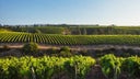 Sauvignon Blanc - Viognier