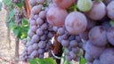 Sauvignon Gris