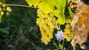 Savagnin