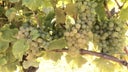 Semillon