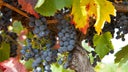 Shiraz