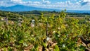 Southern Rhone White Blend