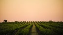 Syrah - Viognier