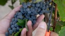 Tannat