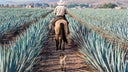 Tequila